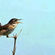 Tranquil Birdsong Natural Sounds image