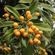 The Down Loquat 2 image