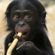 Bucket Of Pickles: Bonobo Special ~ 3rd Jan '15 image