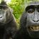 Two Drunk Monkeys | Adam Rich & Shawn David (c. 2005) image