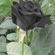 Black Roses valentines special image
