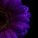 Ms Skyrym Sounds (23 07 2022) image