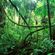 Benny Hinn - Summer Vacation Into the Jungle - Part II image