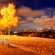 Autumn night vibes image