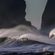 SURFER LES VAGUES image