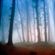 Turiya - Forest Dweller image