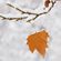 Like A Leaf Clings To A Tree image