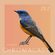 Chromacast 29.2 - Kingpin image