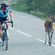 BIBiCHE Wants tO rIDe image