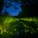 Fireflies - Thursday night Dance Temple image
