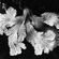 HOME001 image