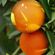 Big Orange Broadcast image