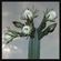Echinopsis Pachanoi Mixture image