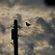 Gistro FM 775 (25/04/21) Bird on the Wire image