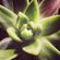 Conversation I (with Echeveria Agavoides Aquamarine) image