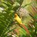 Zanzibar Bird Mix image