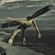Fly ☢ image