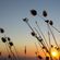 Noćurak se raduje letu :: Songs about Summer image