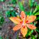 Flowering Minds ep 3 image