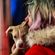 Puppy Love Mix image