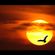 a bird in the morning sky image
