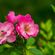 BLOOM image