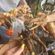 Splifftopia/Spiral Brew (part 2. the mugwort ceremony) (2021-10-08) image