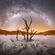 Tree of Innocence image