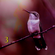 Roter Kolibri #3 image