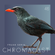 Chromacast 46 - Frank Serin image