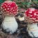 The Cleaning Man - Mushroom Laboratory image
