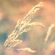 ambient image