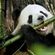 Panda Monium Monday 1 -Bamboo Bass image