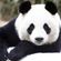 01 Dj.Szomy - Don Panda Remix Collection-2020-07-03 .mp3(151.5MB) image