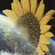 Hunee - The sun is out! (livestream in lockdown, january 26 2021) image