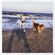 Oct 16 Mix for my Dogz image
