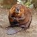 Beavers In Brazil image