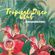 Tropical Disco Club - Recorded Live at Dump (TV) image