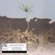 | MUSHROOM INTERNET | w/ Julia McFarlane & Thomas Kernot | E17 image