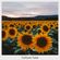 Sunflower Fields - Lofi HipHop Mix image