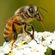 Cagey Bee DJ MIX01 image