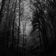 TKS#334: 'Wanderings (Deep Woods & Dark Waters)' user image