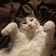 25 5 23 * Musica che piace ai Gatti user image