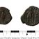BBC Radio Devon Pippa Quelch -Rear Roman Coin found in Devon !! Abbie Dent & Dr Lucy Shipley user image