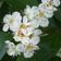 Truth About Beltane and MayDay user image