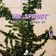 MR.SPROUT-LIFE OF THE GARDEN 24 user image