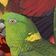 Birds Of A Feather Mixtape user image