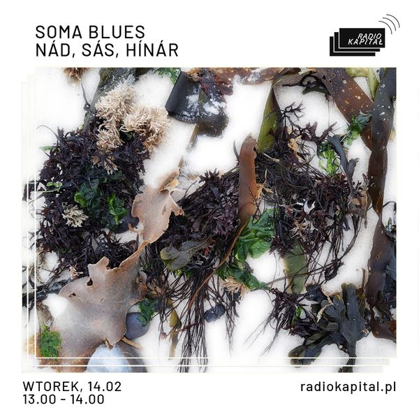 RADIO KAPITAŁ: soma blues: nád, sás, hínár (2023-02-14) by Radio Kapitał |  Mixcloud