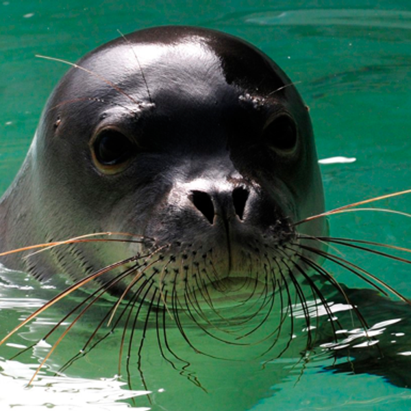 Hawaiian Monk Seal