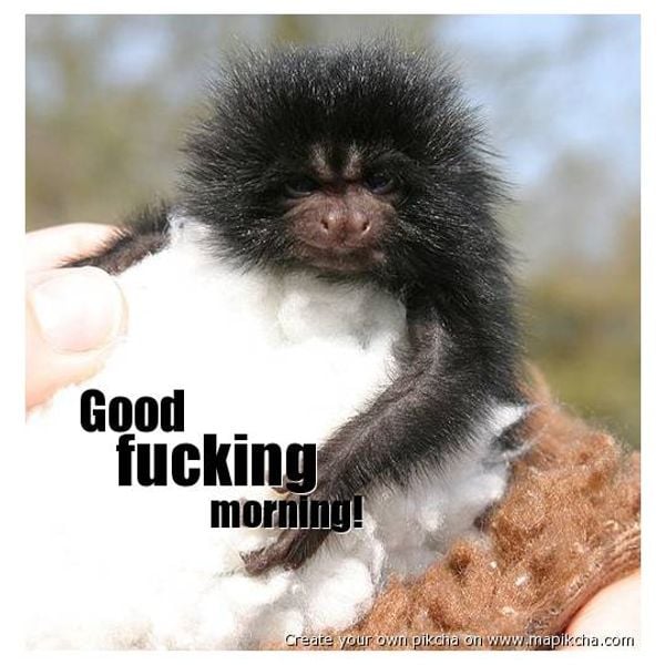 Good Morning Monkey Gif